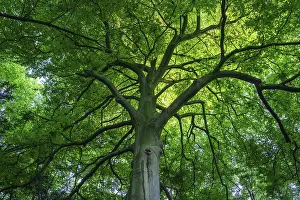 Uninhabited Nature Scenery Prints: View into the canopy of a leafy deciduous tree