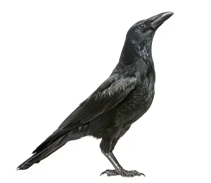Wildlife Photography Studio Shots Prints: Side view of a Carrion Crow looking up