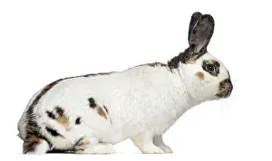 Funny Animal Photo Prints: Side view of Checkered rabbit isolated on white