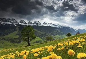 Churfirsten Mountain Range Prints: View to the Churfirsten mountain range