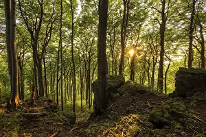 Beech Forest Landscape Photo Prints: View from cliffs of the Ith into an atmospheric beech forest in the evening light