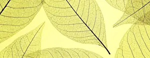 Close Up Leaf Details Prints: Top view colored translucent leaves
