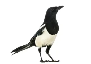 White Background Animal Photo Prints: Side view of a Common Magpie looking up