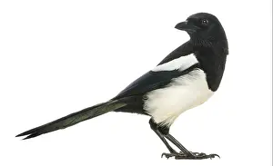 Framed Print : Side View of Common Magpie Print - Pica pica Framed Print : Side View of Common Magpie Print - Pica pica