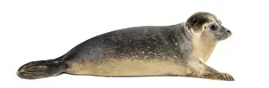 Prints of Side view of a Common seal lying, 8 months old, isolated on white Harbor Seal Prints: Side View of an 8-Month-Old Common Seal Print