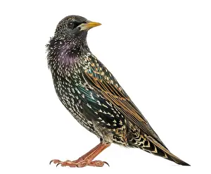 Side View Bird Prints: Side view of a Common Starling