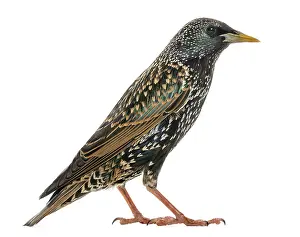 Studio Shot Animal Prints: Side view of a Common Starling