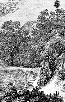 Desert Landscape View Prints: View of Conception Bay, forest