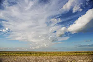 Rural Countryside Scene Prints: View on corn field