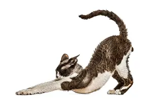 Devon Rex Cat Prints: Side view of a Devon rex cat stretching isolated on white