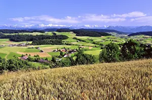 Bernese Alps Photography Prints: View of the Emmental, cornfield in front