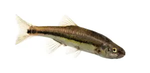 Prints of Side view of an Eurasian minnow, Phoxinus phoxinus, isolated on white Minnow Prints: Eurasian Minnow Side View Print