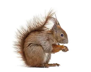 Single Colored Background Picture Prints: Side view of a Eurasian red squirrel looking at the camera