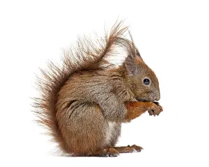 Studio Shot Of A Mammal Prints: Side view of a Eurasian red squirrel looking at the camera