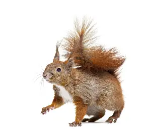 Rodent Animal Photo Prints: Side view of a Eurasian red squirrel looking at the camera