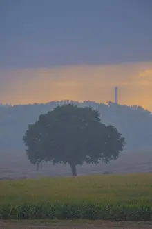 Evening Light On Farmland Prints: View across fields to a single tree in the evening light during rain
