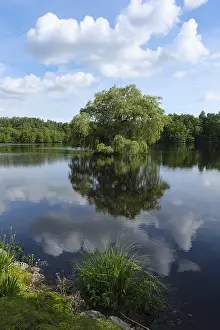Lake Reflection Photography Prints: View over a forest lake, reflection