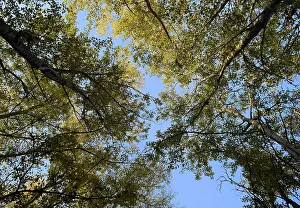 Kazakhstan Landscape Photography Prints: View from the bottom up in a forest of silver poplars