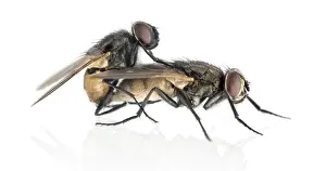 Fly Prints: Side View of Copulating House Flies Print, Muscidae