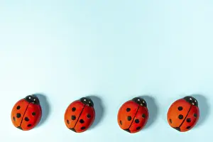 Ladybug Prints: Ladybugs on Colored Surface Print
