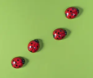 Ladybug Prints: Ladybugs on Colored Surface Print