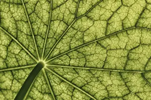 Open Air Botanicals Prints: Bottom view of the leaf surface of a nasturtium