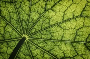 Brassicaceae Family Prints: Bottom view of the leaf surface of a nasturtium