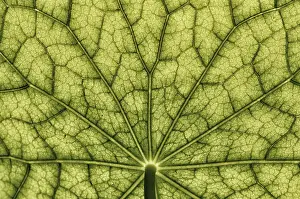 Nasturtium Leaf Surface Prints: Bottom view of the leaf surface of a nasturtium