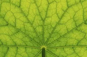 Nasturtium Leaf Surface Prints: Bottom view of the leaf surface of a nasturtium