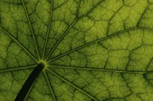 Nasturtium Leaf Surface Prints: Bottom view of the leaf surface of a nasturtium