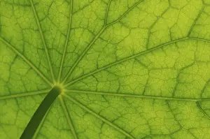 Brassicaceae Plant Prints: Bottom view of the leaf surface of a nasturtium