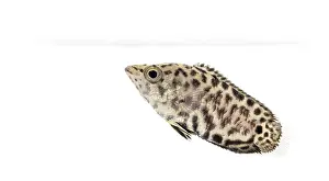 Bony Fish Studio Shot Prints: Side view of a Leopard bush fish