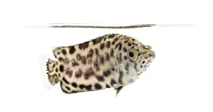 Framed Print : Side view of a Leopard bush fish Print Framed Print : Side view of a Leopard bush fish Print