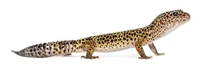 Prints of Side view of a Leopard gecko standing, Eublepharis macularius, isolated on white Leopard Gecko Prints: Side View Print of Leopard Gecko Eublepharis macularius