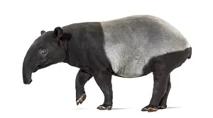 Wild Animal Profile Prints: Side view of a Malayan tapir walking