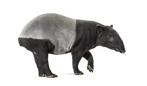 Malayan Tapir Prints: Side view of a Malayan tapir walking