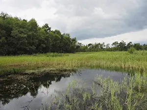 German Countryside View Prints: View of a marshland landscape, reflection