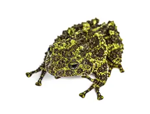 Theloderma Corticale Prints: Top view of a Mossy frog, Theloderma corticale