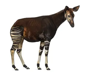 Prints of Side view of an Okapi standing, Okapia johnstoni, isolated on white Okapi Prints: Okapi Side View Print, Okapia johnstoni