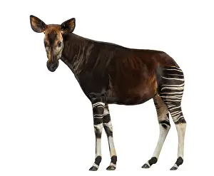Johnstoni Prints: Okapi Side View Print - Okapia johnstoni