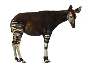 Johnstoni Prints: Okapi Side View Print - Okapia johnstoni