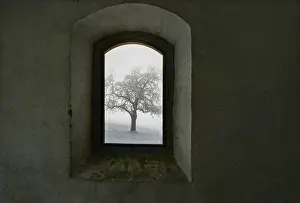 Travel Photography Austria Prints: View through an old window onto a snow-covered tree