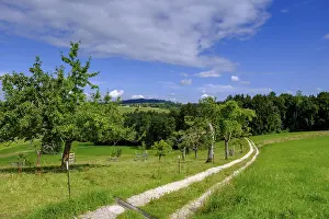 Deciduous Tree Plantation Prints: View over orchards on Schellenberg