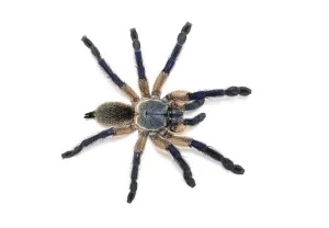Close Up Macro View Prints: Top view of a Peacock tarantula