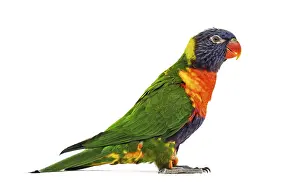 Australian Native Animals Prints: Side view of a Rainbow Lorikeet