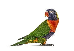Australian Native Animals Prints: Side view of a Rainbow Lorikeet