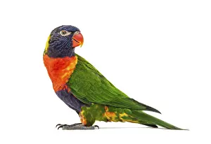 Rainbow Lorikeet Prints: Side view of a Rainbow Lorikeet