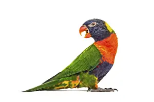 Rainbow Lorikeet Prints: Side view of a Rainbow Lorikeet