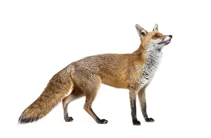 Single Colored Background Studio Photo Prints: Side view of a Red fox looking up