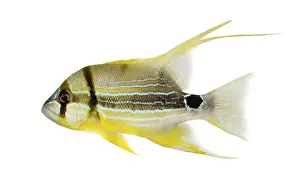 Snapper Prints: Side View of a Sailfin Snapper Print